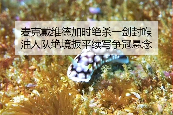 麦克戴维德加时绝杀一剑封喉 油人队绝境扳平续写争冠悬念